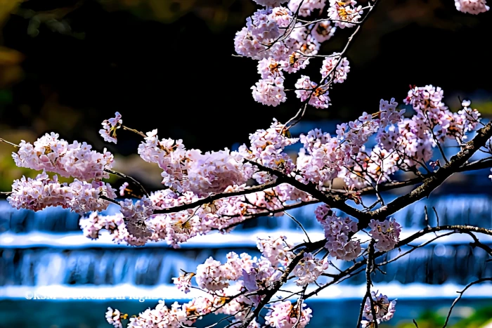 宮城野早川堤の桜並木