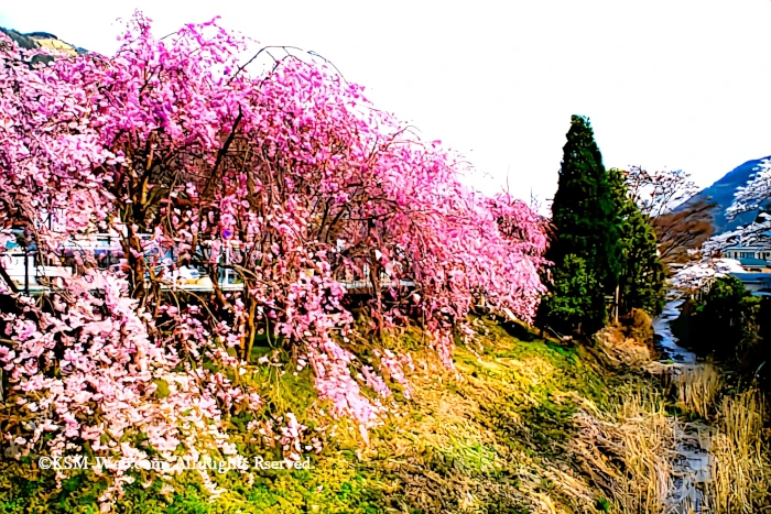 宮城野早川堤の桜並木