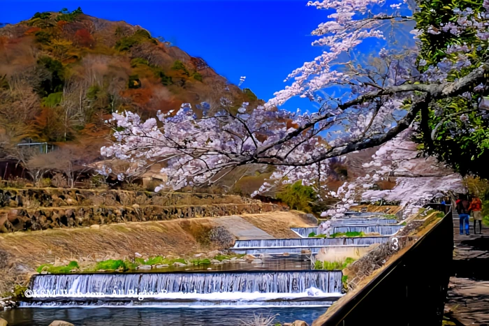 宮城野早川堤の桜並木