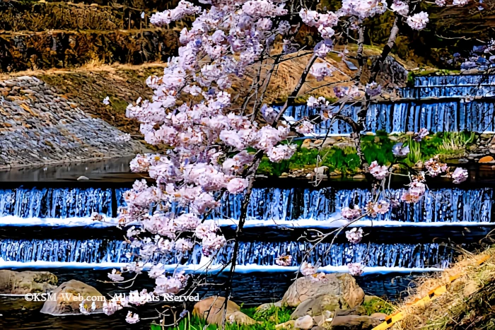 宮城野早川堤の桜並木