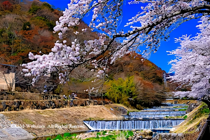 宮城野早川堤の桜並木