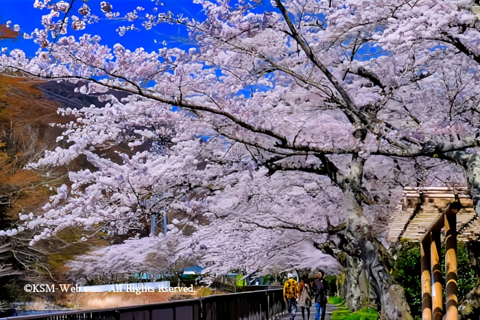 宮城野早川堤の桜並木