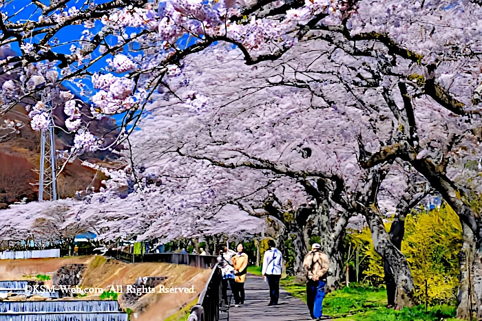 宮城野早川堤の桜並木