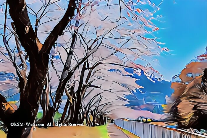 宮城野早川堤の桜並木