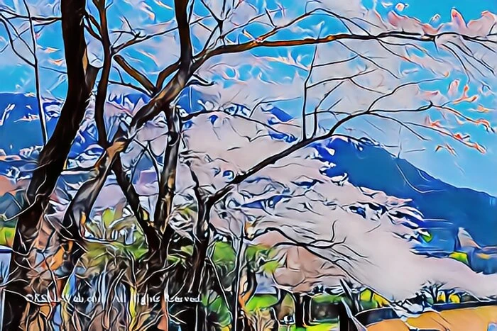 宮城野早川堤の桜並木