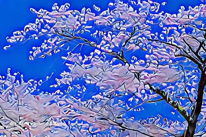宮城野早川堤の桜並木