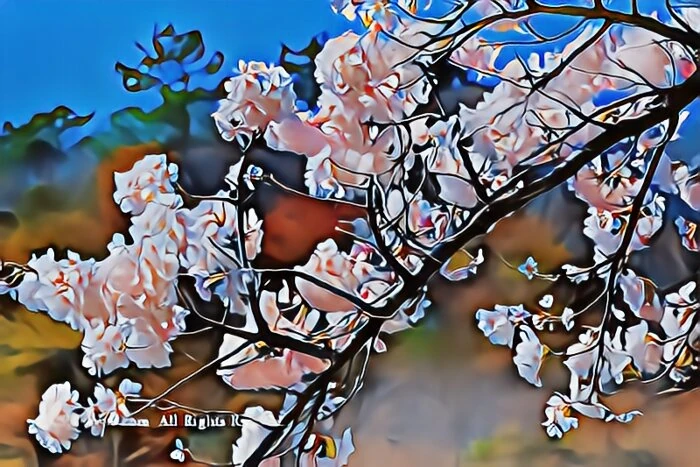 宮城野早川堤の桜並木