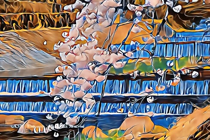 宮城野早川堤の桜並木