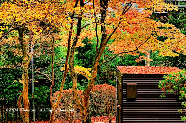 蓬莱園の紅葉