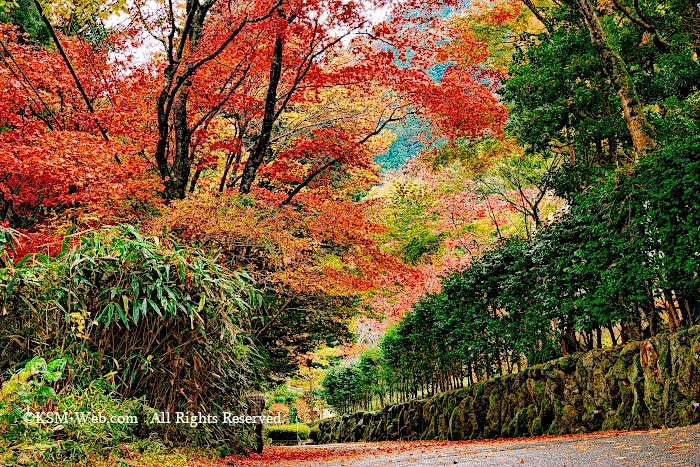 蓬莱園の紅葉