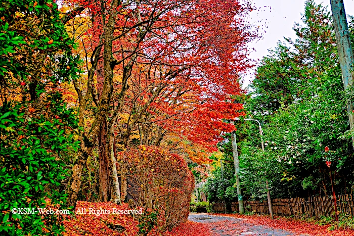 蓬莱園の紅葉