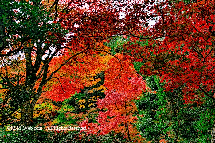 蓬莱園の紅葉