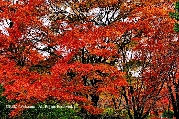 蓬莱園の紅葉