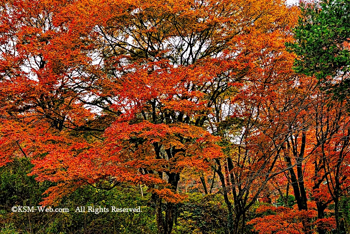 蓬莱園の紅葉