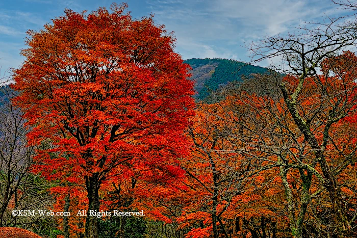 蓬莱園の紅葉