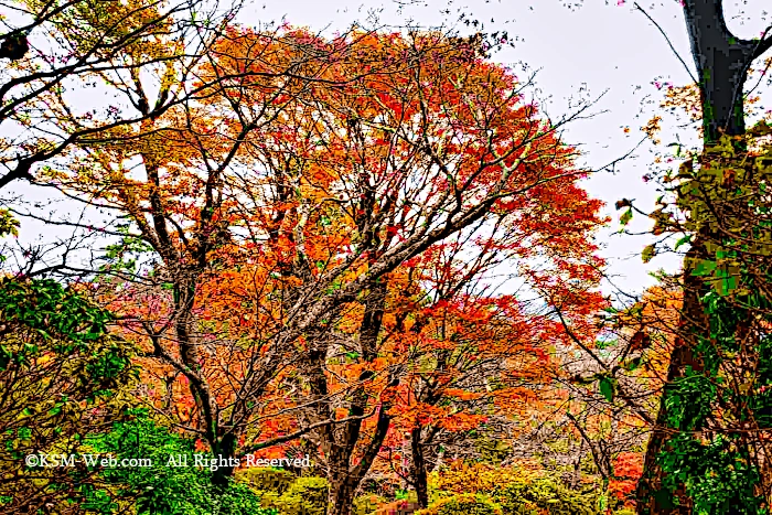 蓬莱園の紅葉