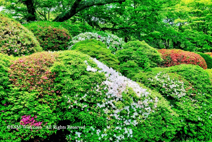 蓬莱園のつつじ