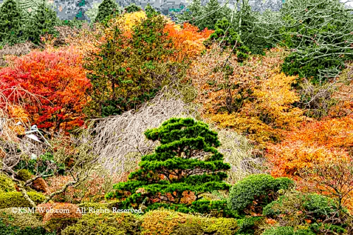 蓬莱園の紅葉