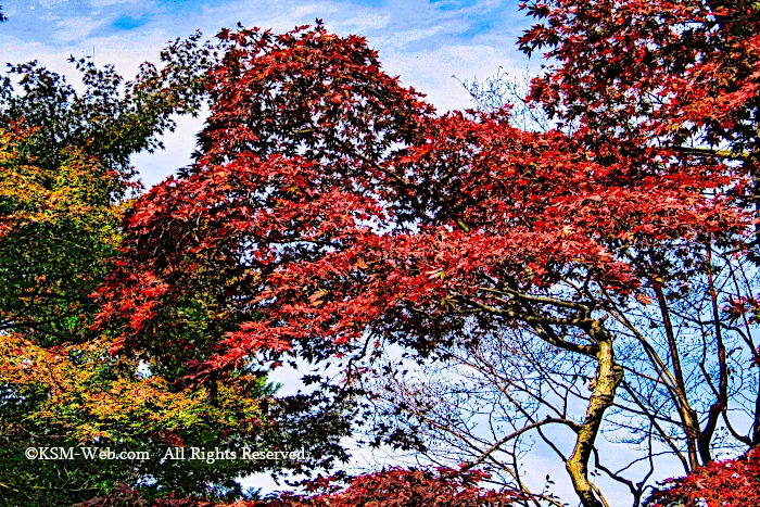 蓬莱園の紅葉