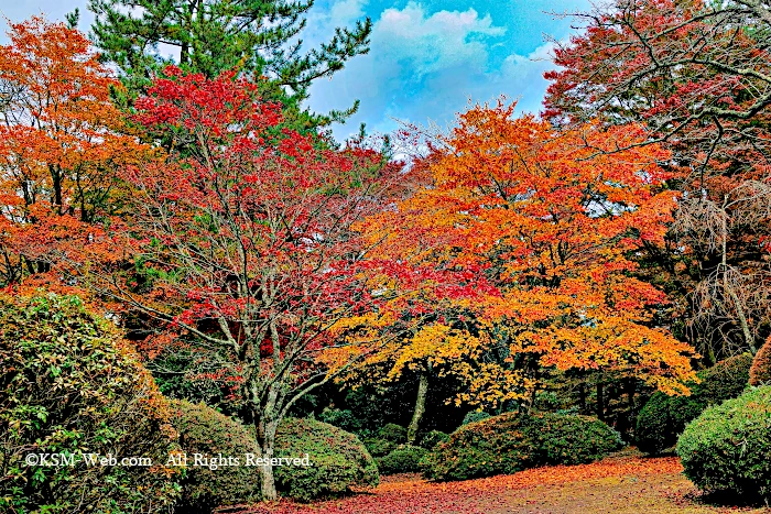 蓬莱園の紅葉