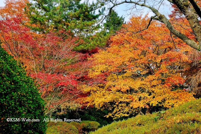 蓬莱園の紅葉