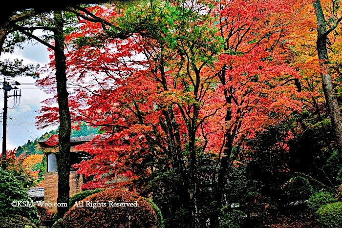 蓬莱園の紅葉