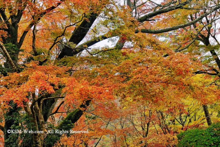 蓬莱園の紅葉