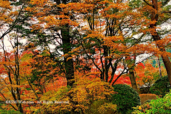 蓬莱園の紅葉