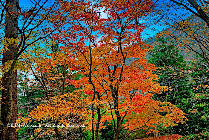 蓬莱園の紅葉