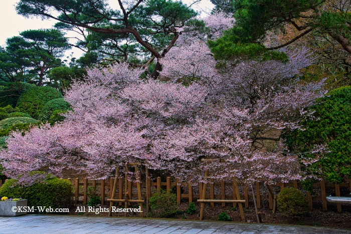 恩賜箱根公園からの芦ノ湖と富士