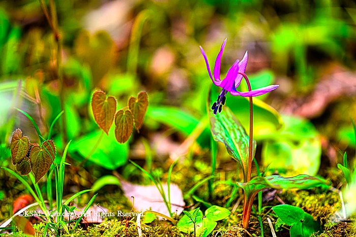 箱根湿生花園カタクリの花