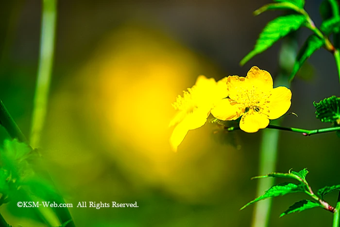 箱根湿生花園春の花