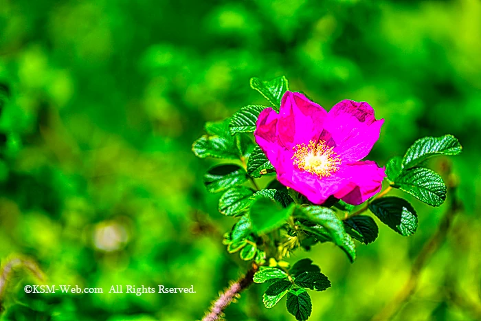 ハマナスの花