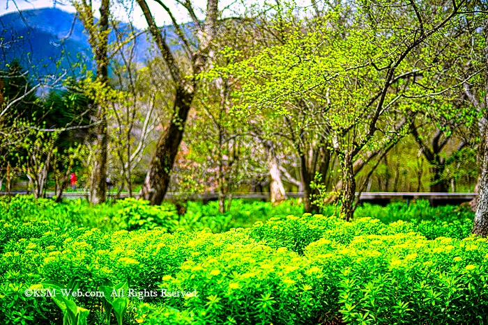 箱根湿生花園野うるし花