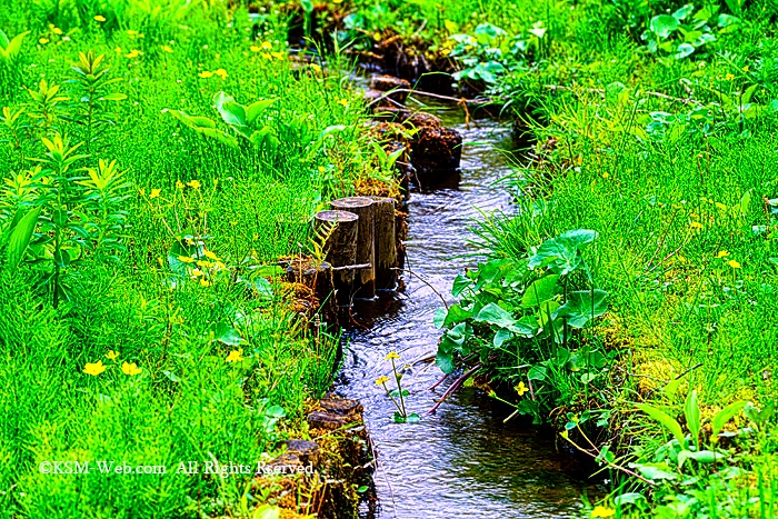 箱根湿生花園野の小川