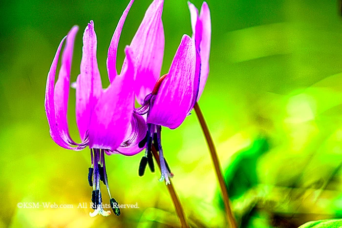 カタクリの花