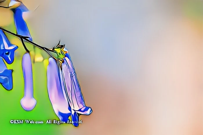セキヤノアキチョウジ