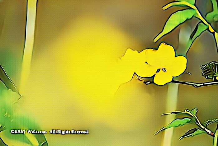 箱根湿生花園春の花
