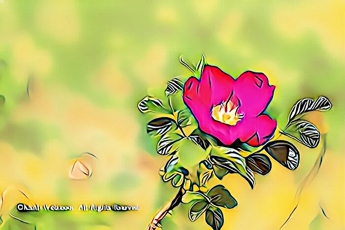 ハマナスの花