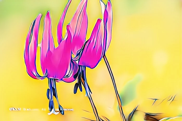 カタクリの花