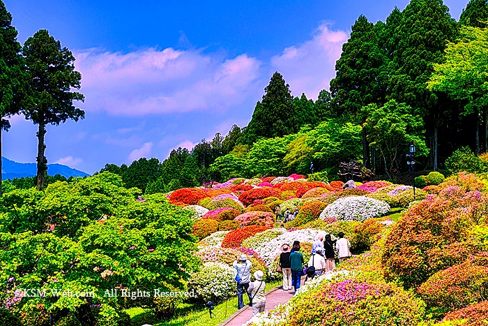 小田急 山のホテルツツジ・シャクナゲフェアーのツツジ庭園