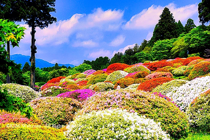 小田急 山のホテルツツジ・シャクナゲフェアーのツツジ庭園