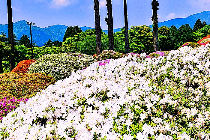 小田急 山のホテルツツジ・シャクナゲフェアーのツツジ庭園