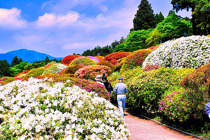 小田急 山のホテルツツジ・シャクナゲフェアーのツツジ庭園