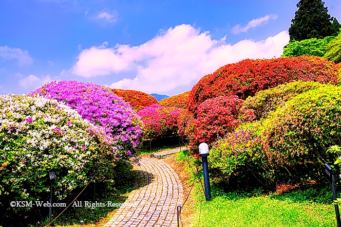 小田急 山のホテルツツジ・シャクナゲフェアーのツツジ庭園