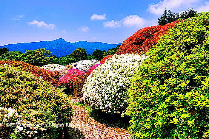 小田急 山のホテルツツジ・シャクナゲフェアーのツツジ庭園