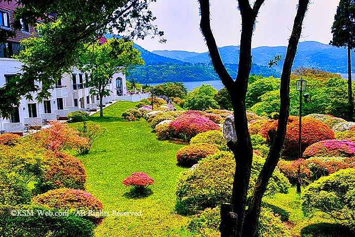 小田急 山のホテルツツジ・シャクナゲフェアーのツツジ庭園