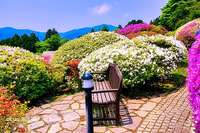 小田急 山のホテルツツジ・シャクナゲフェアーのツツジ庭園