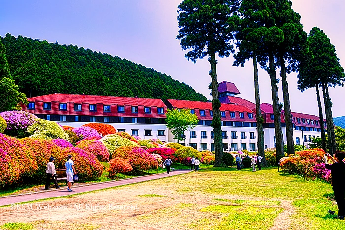 小田急 山のホテルツツジ・シャクナゲフェアーツツジ庭園