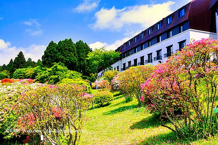 小田急 山のホテルツツジ・シャクナゲフェアーのツツジ庭園